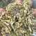 河南精品饲料原料花生秧一手货源诚信经营无霉变