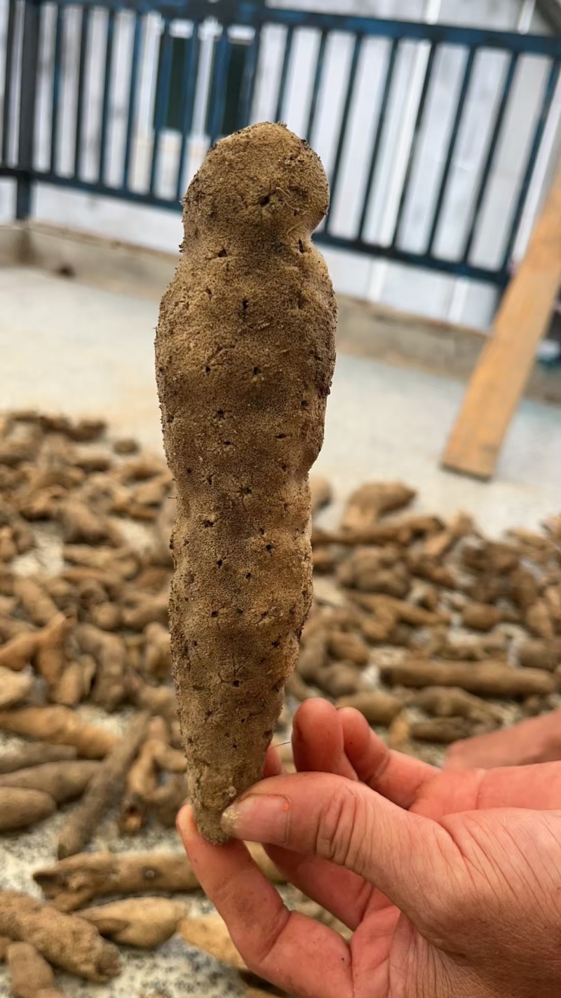 淡水酣眠紫梢花鄱阳湖产新货上市，货源充足，欢迎致电