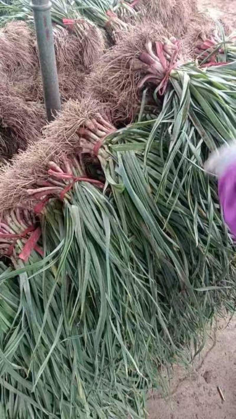 精品红根蒜苗大量现货供应周边欢迎咨询