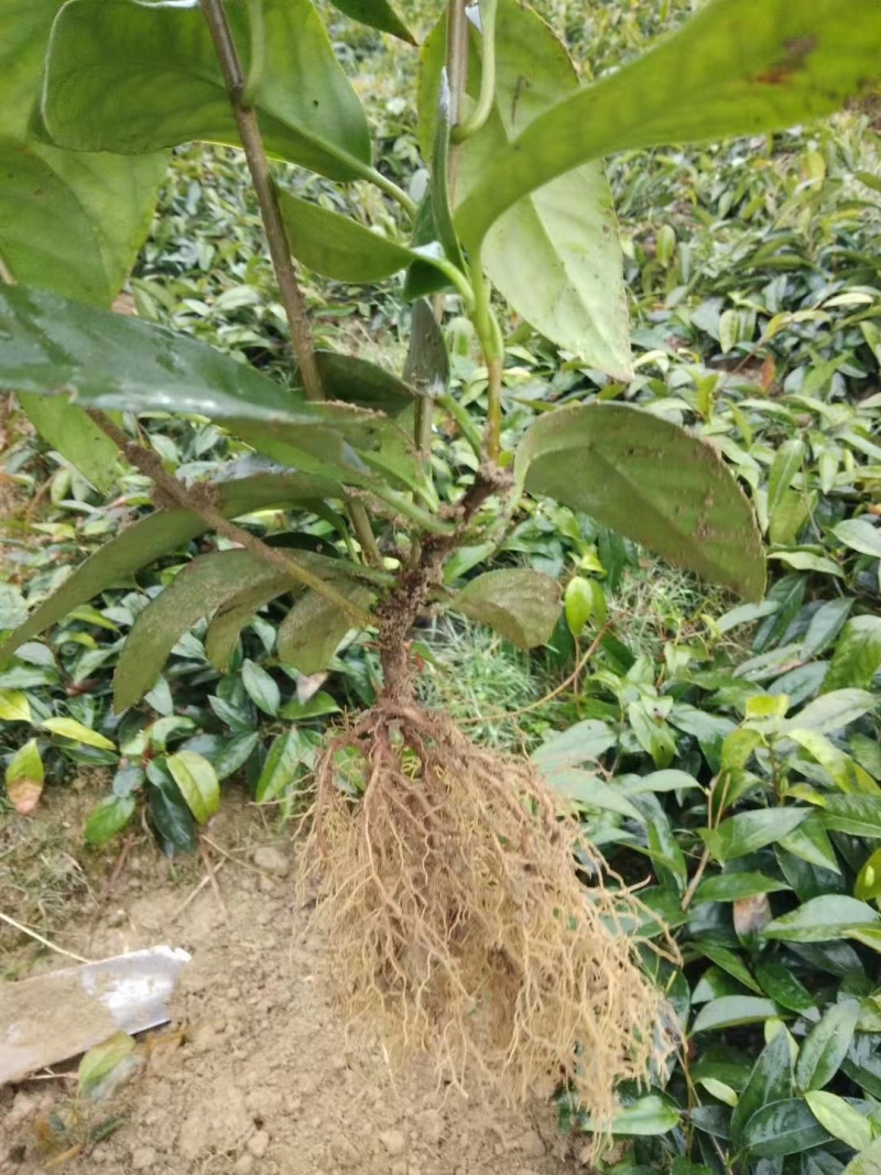 精选果苗黑老虎布福娜树苗根系发达成活率高一年苗两年苗都有