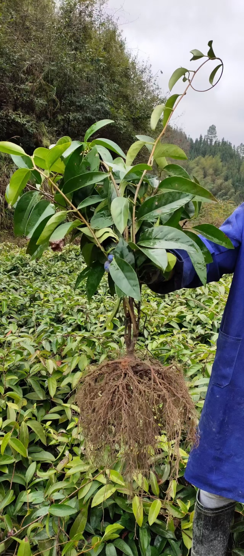 精选果苗黑老虎布福娜树苗根系发达成活率高一年苗两年苗都有