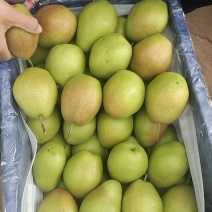 大荔县精品红香酥里基地直发货源充足脆甜可口量大从优