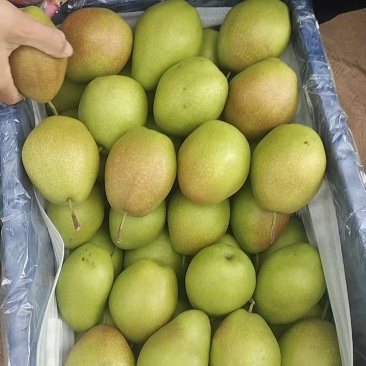 大荔县精品红香酥里基地直发货源充足脆甜可口量大从优