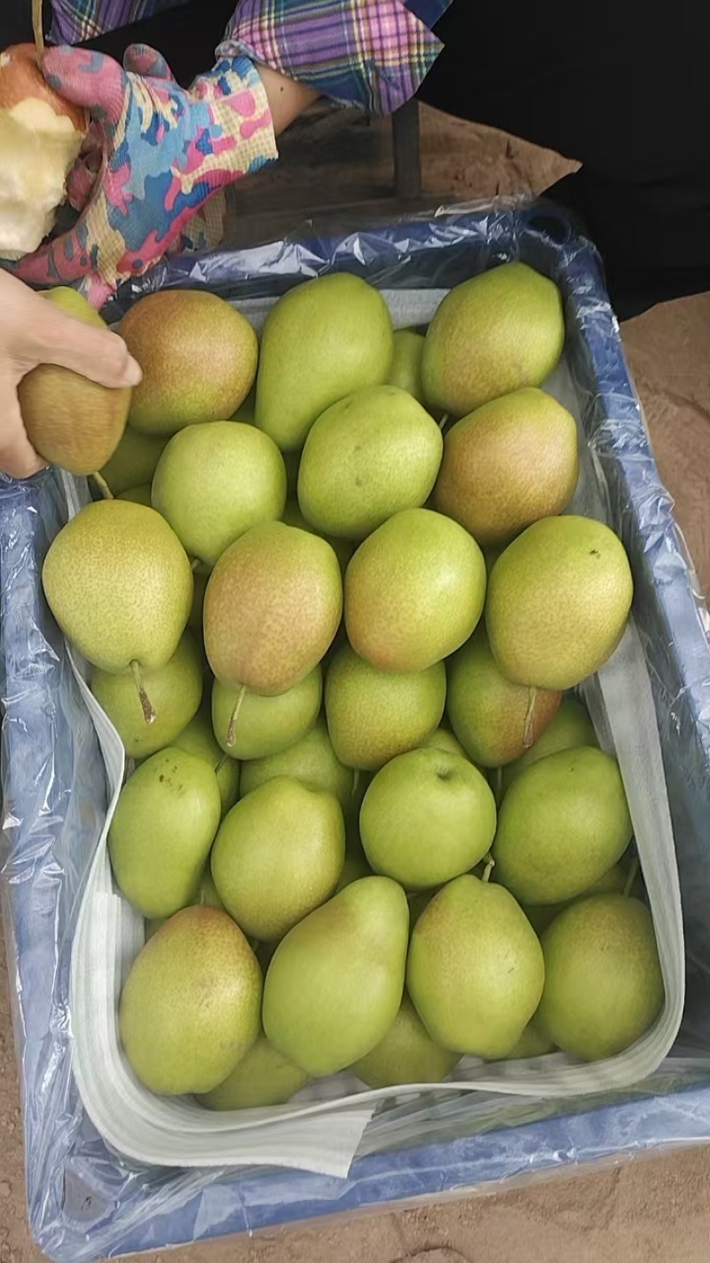 大荔县精品红香酥里基地直发货源充足脆甜可口量大从优