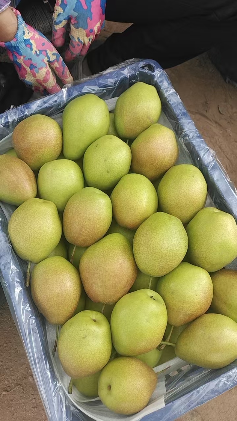 大荔县精品红香酥里基地直发货源充足脆甜可口量大从优