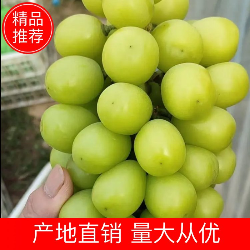 陕西大荔阳光玫瑰葡萄基地，瓜型口，口感甜，果面亮