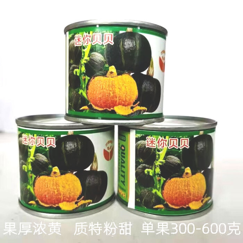 迷你贝贝南瓜种子高档礼品小南瓜种子果肉浓黄粉糯香甜