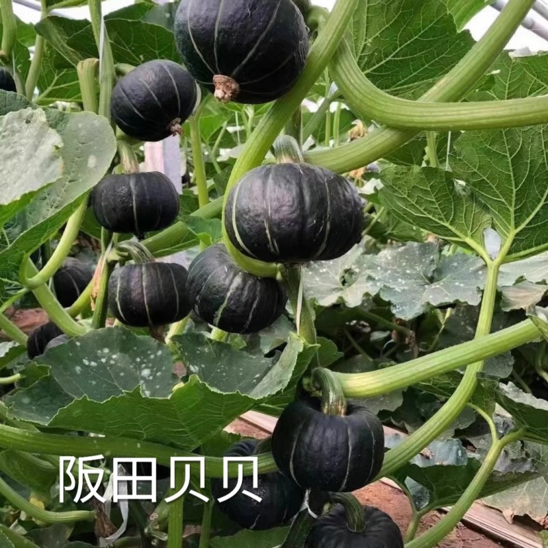 迷你贝贝南瓜种子高档礼品小南瓜种子果肉浓黄粉糯香甜