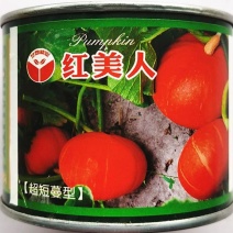 红美人红板栗南瓜种子短蔓型肉质紧密粉质甜面
