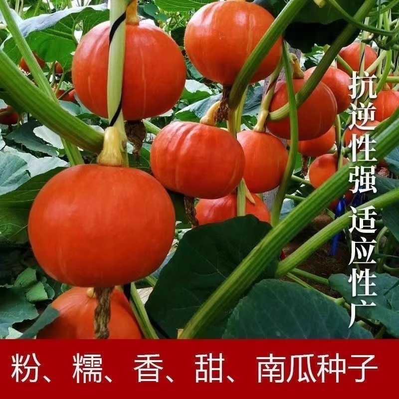 红美人红板栗南瓜种子短蔓型肉质紧密粉质甜面
