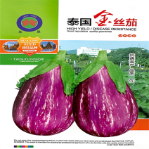 金丝茄种子泰国金丝茄种子高产彩茄子种子