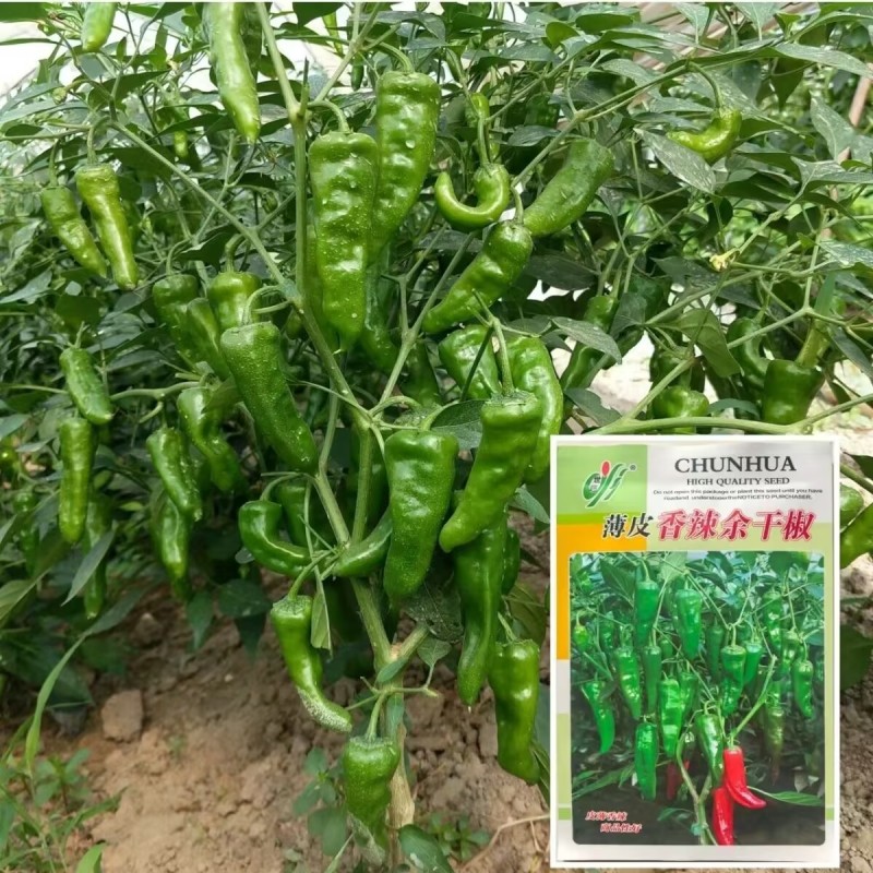 薄皮香辣余干椒种子肉厚细嫩味香辛辣适中