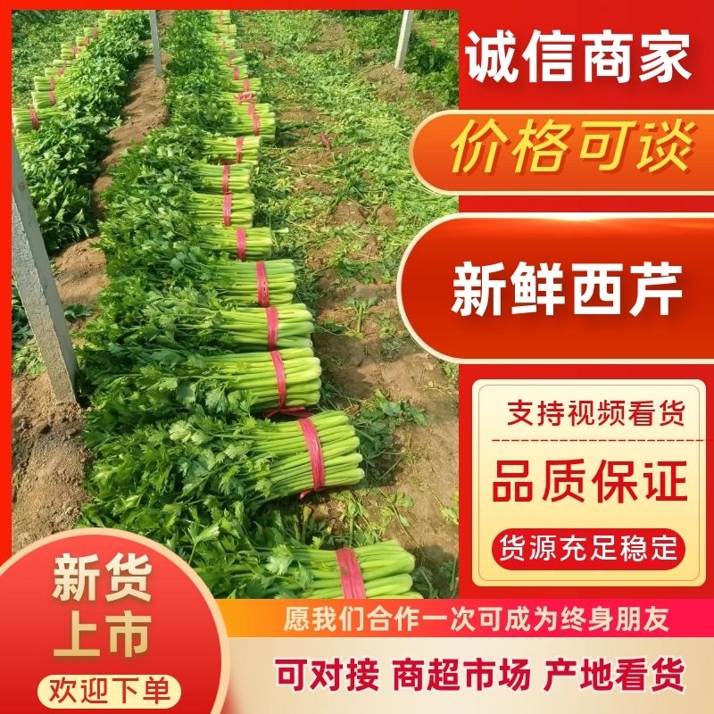 西芹河南精品西芹产地直供翠绿可口货源充足