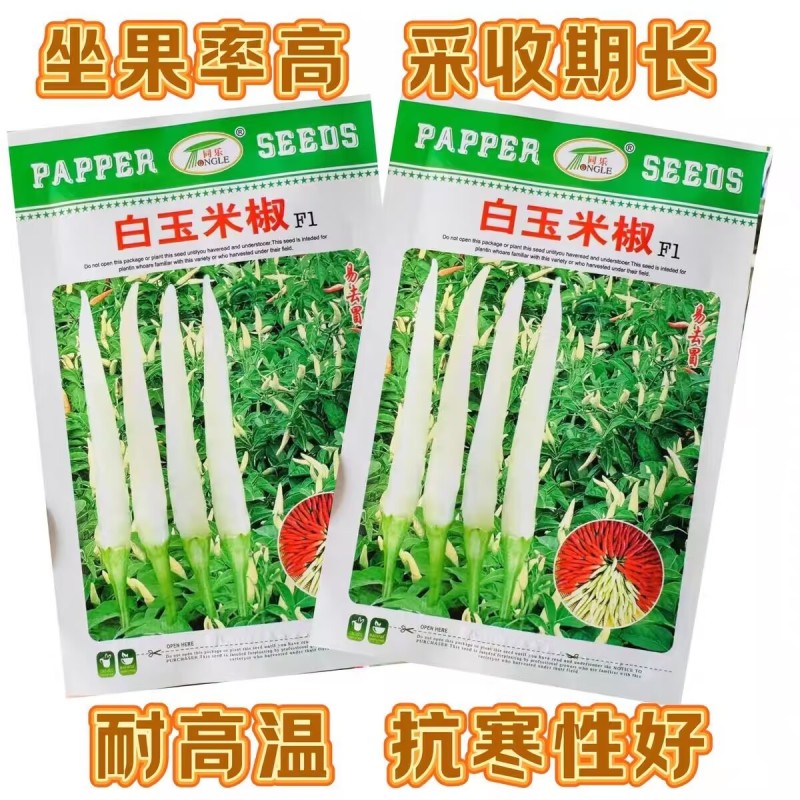 白玉米椒种子采收期长辣味香浓果面光滑抗病