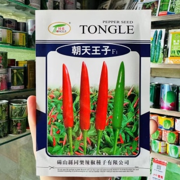 朝天王子单生朝天椒种子中早熟杂交味香辣抗病