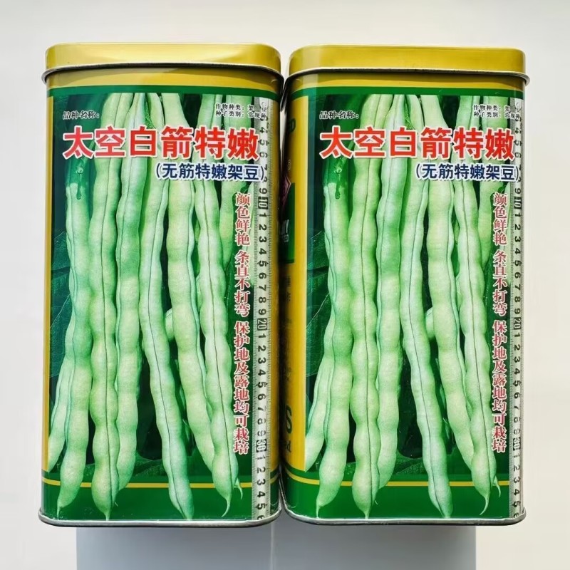 九粒白芸豆种子条直不打弯