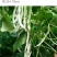 九粒白芸豆种子条直不打弯