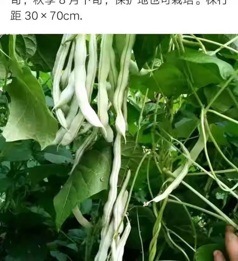 九粒白芸豆种子条直不打弯