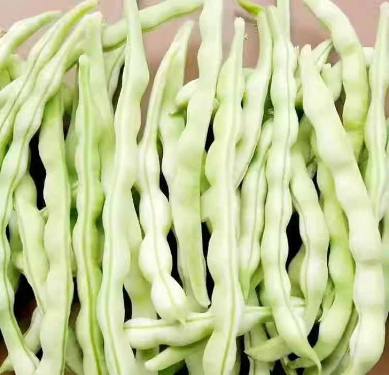 九粒白芸豆种子条直不打弯