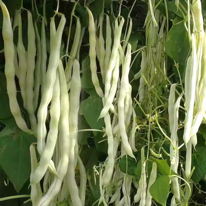 九粒白芸豆种子条直不打弯