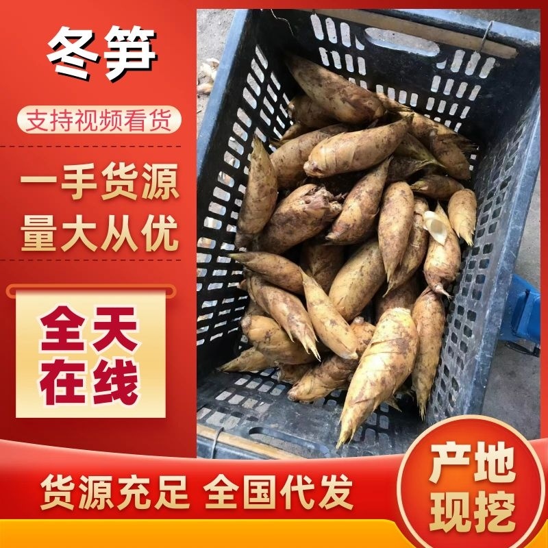 年年农产品冬笋一手货源，质量保证，诚信第一