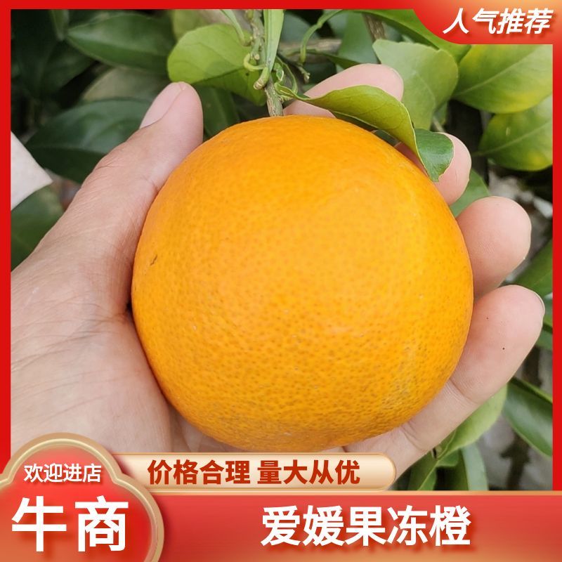 【牛商推荐】爱媛38果冻橙优选货源产地直发欢迎选购