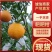 【精品】四川广安耙耙柑货源充足可视频看货欢迎选购
