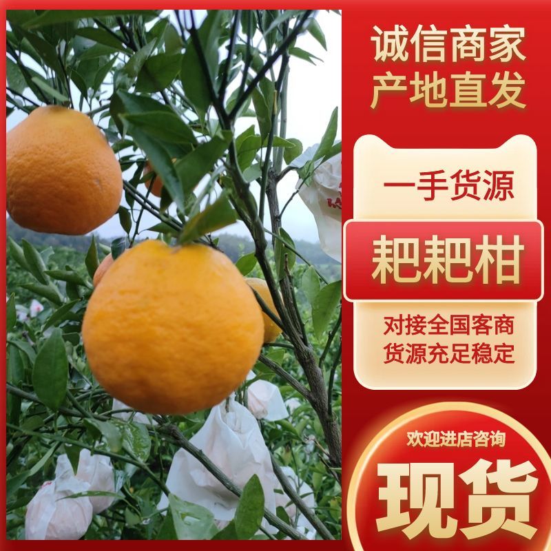【精品】四川广安耙耙柑货源充足可视频看货欢迎选购