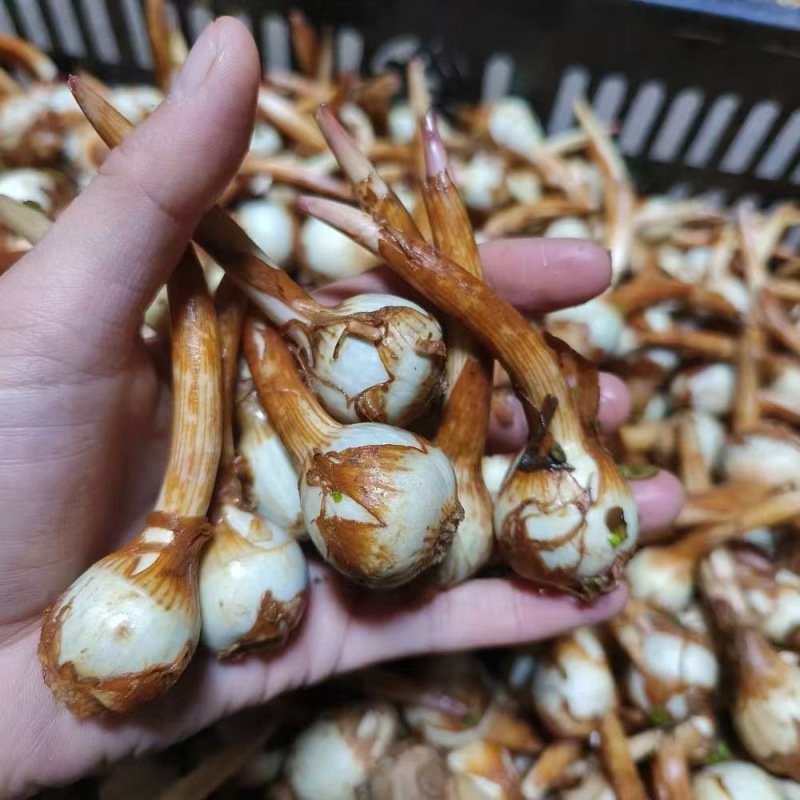 原产地直销云南大中小茨菇新鲜慈菇大量进出货全球发货】