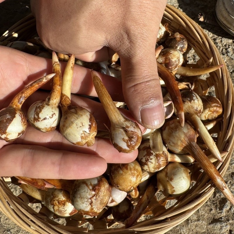 原产地直销云南大中小茨菇新鲜慈菇大量进出货全球发货】
