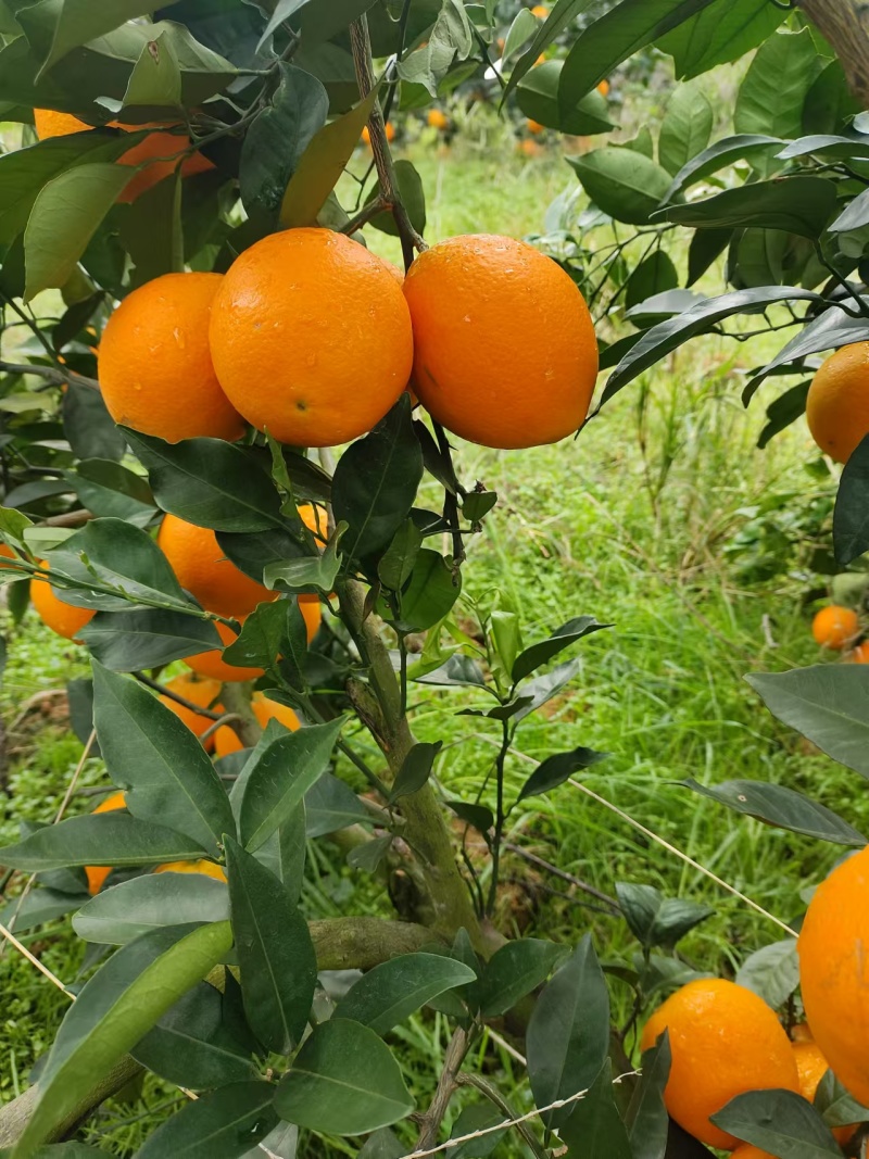 “奉节脐橙的果皮脆而易剥，果肉细嫩化渣，无核少络，酸甜适
