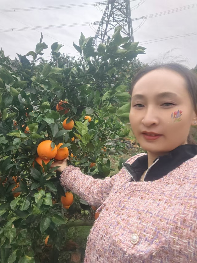 “奉节脐橙的果皮脆而易剥，果肉细嫩化渣，无核少络，酸甜适