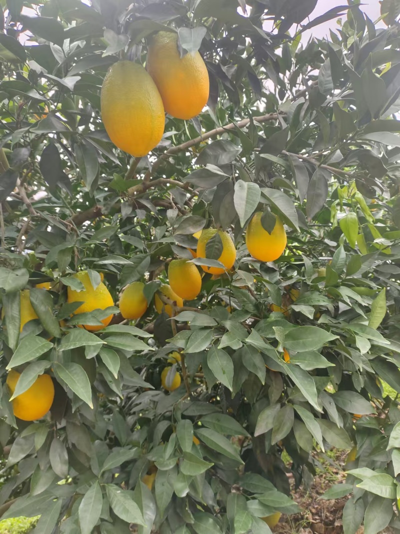 重庆奉节脐橙基地直发！需要的老板欢迎骚扰