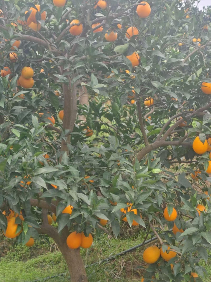 重庆奉节脐橙基地直发！需要的老板欢迎骚扰