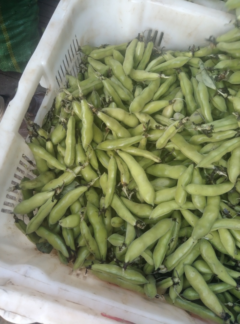 蚕豆对接商超批发市场价格合理，有需要的联系我们