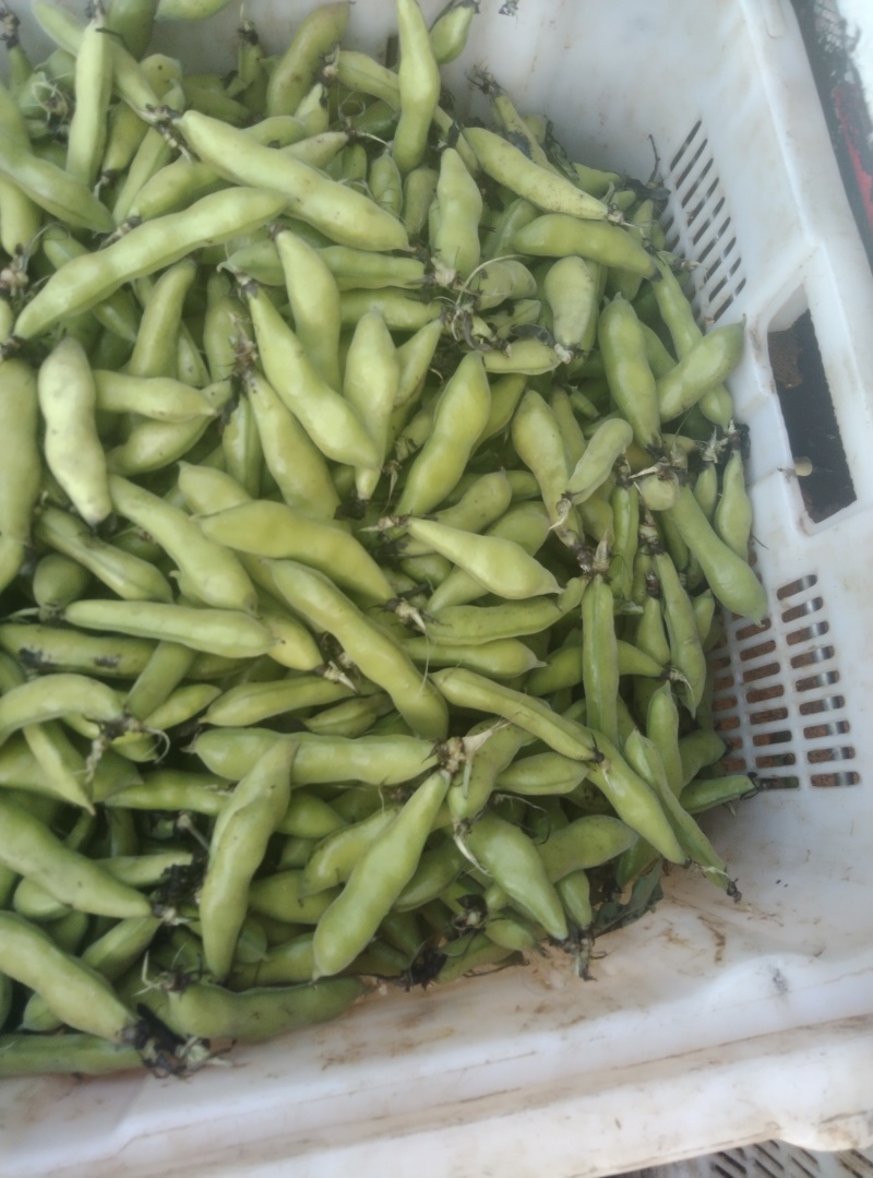 蚕豆对接商超批发市场价格合理，有需要的联系我们
