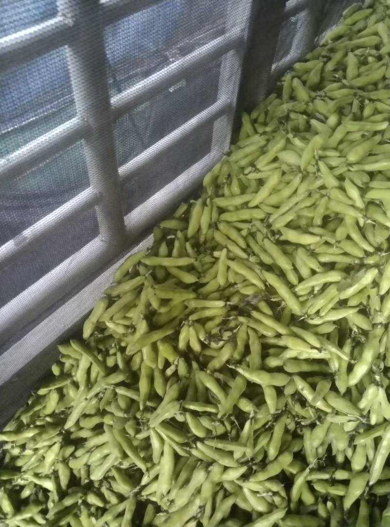 蚕豆对接商超批发市场价格合理，有需要的联系我们
