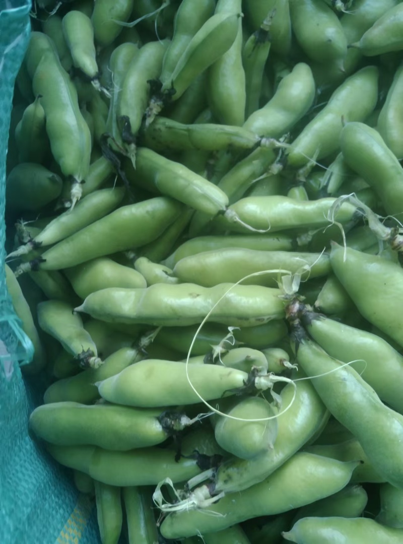 蚕豆对接商超批发市场价格合理，有需要的联系我们