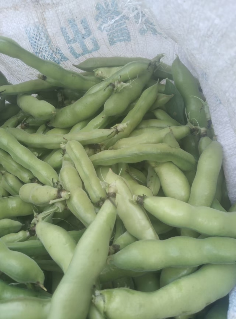 蚕豆对接商超批发市场价格合理，有需要的联系我们