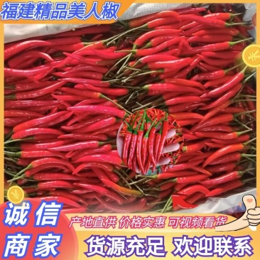 福建漳州大棚美人椒硬度长度质量好有兴趣的老板可联系
