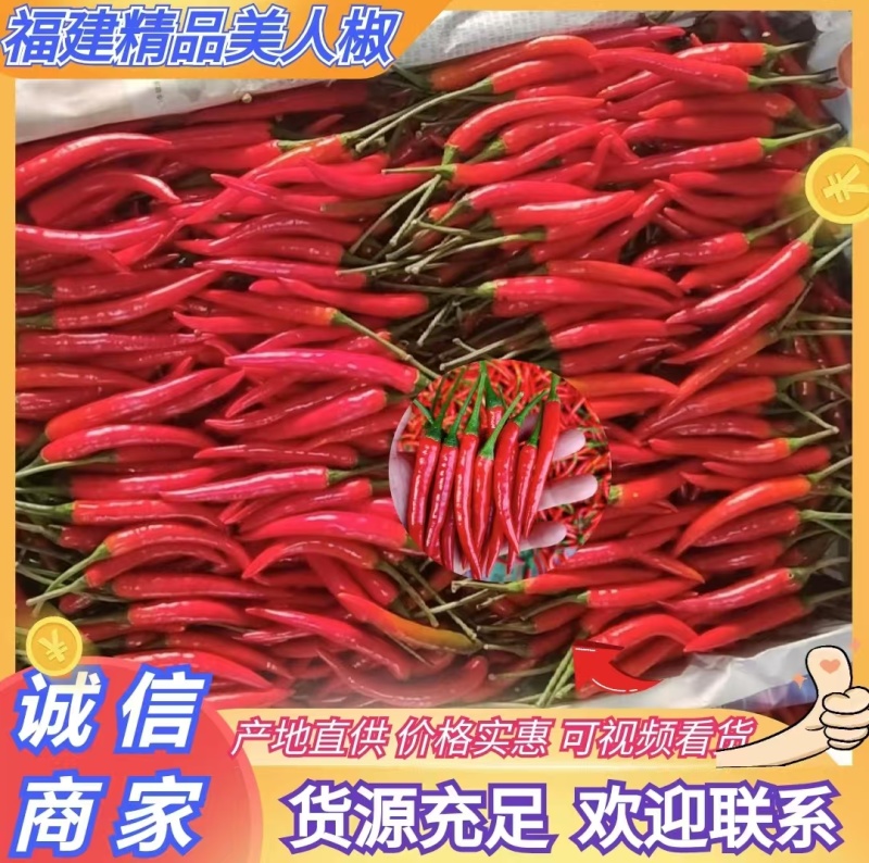 福建漳州大棚美人椒硬度长度质量好有兴趣的老板可联系