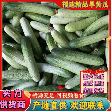 福建旱黄瓜新鲜黄瓜现摘生吃黄瓜顶花带刺欢迎考察