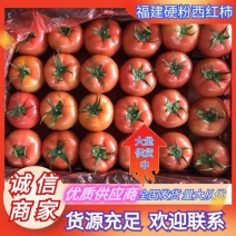 大红硬果精品硬粉西红柿大量上市大红弧三以上现摘