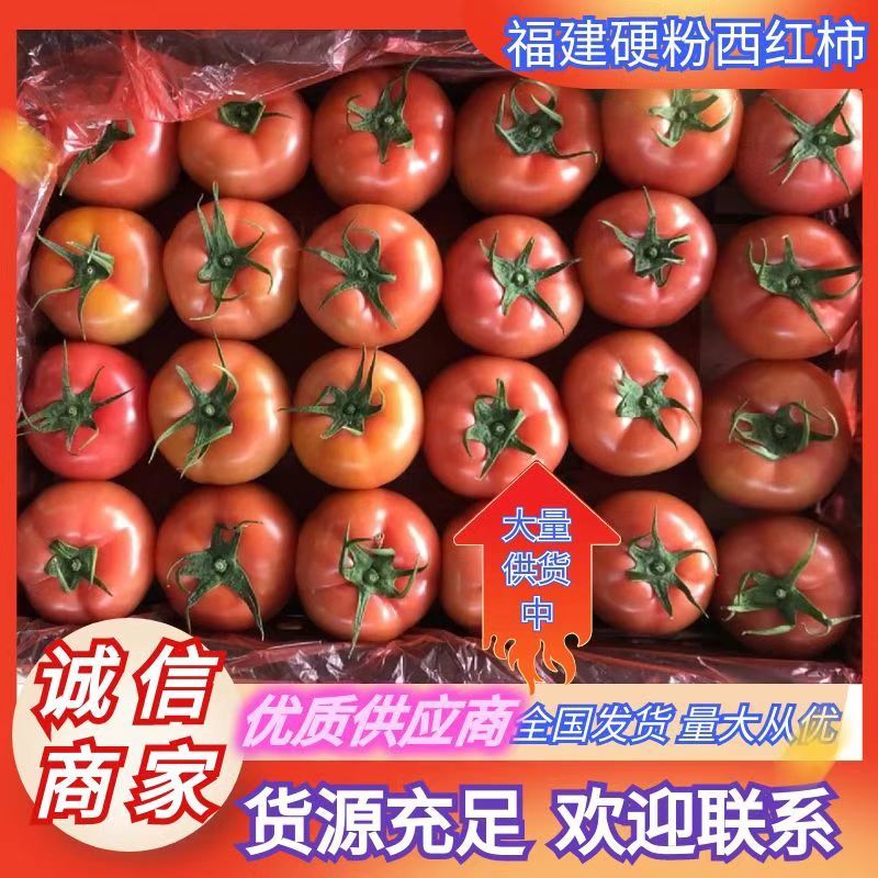 大红硬果精品硬粉西红柿大量上市大红弧三以上现摘