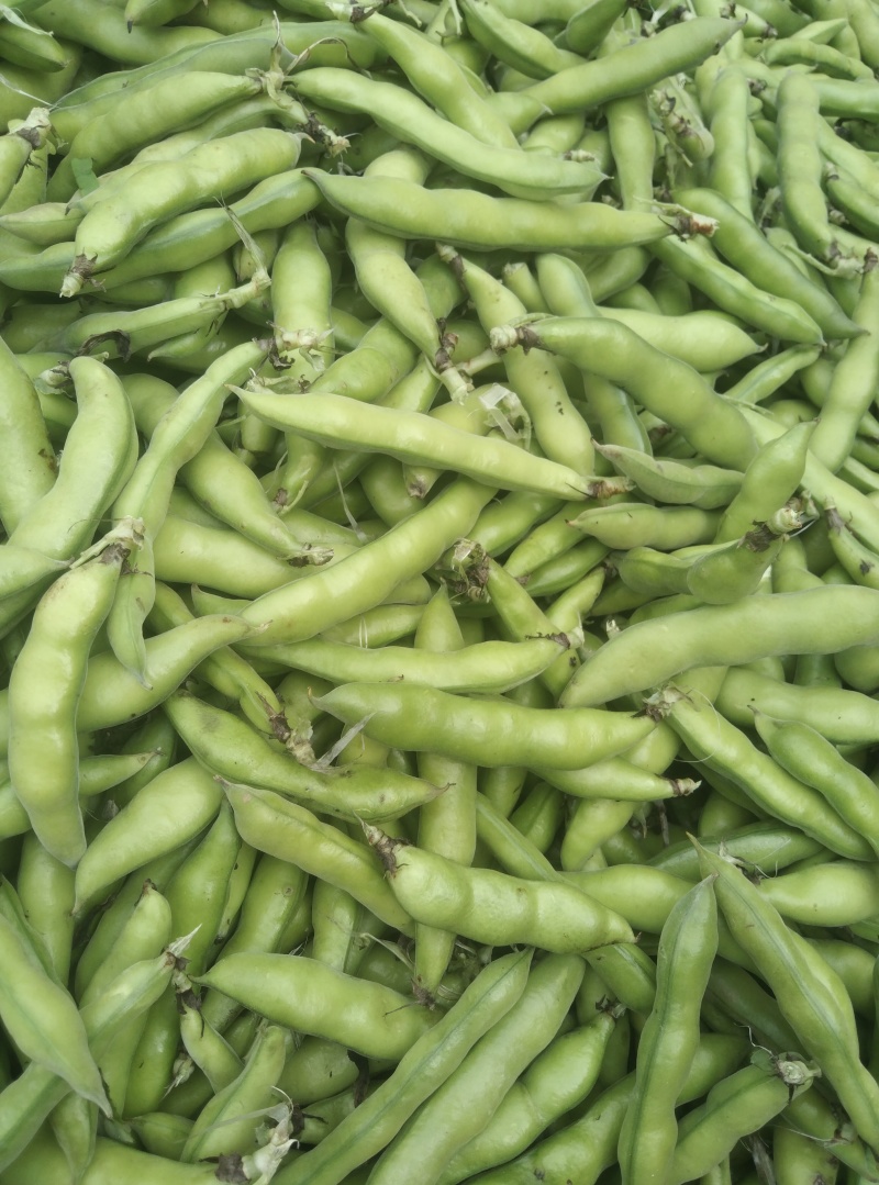 【牛商推荐】新鲜蚕豆无虫眼质量保证价格合理欢迎抢购