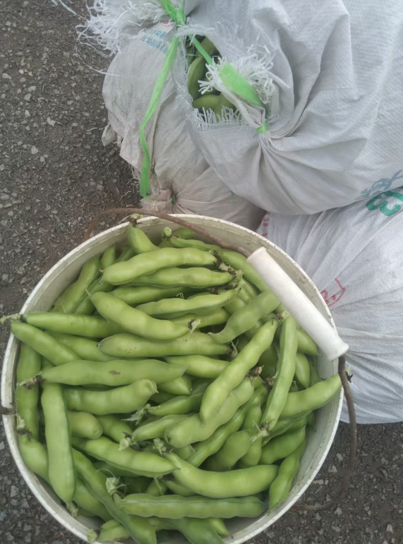 【牛商推荐】新鲜蚕豆无虫眼质量保证价格合理欢迎抢购