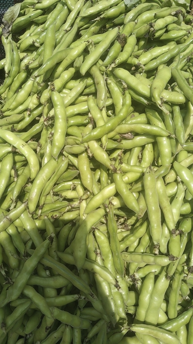 【牛商推荐】新鲜蚕豆无虫眼质量保证价格合理欢迎抢购