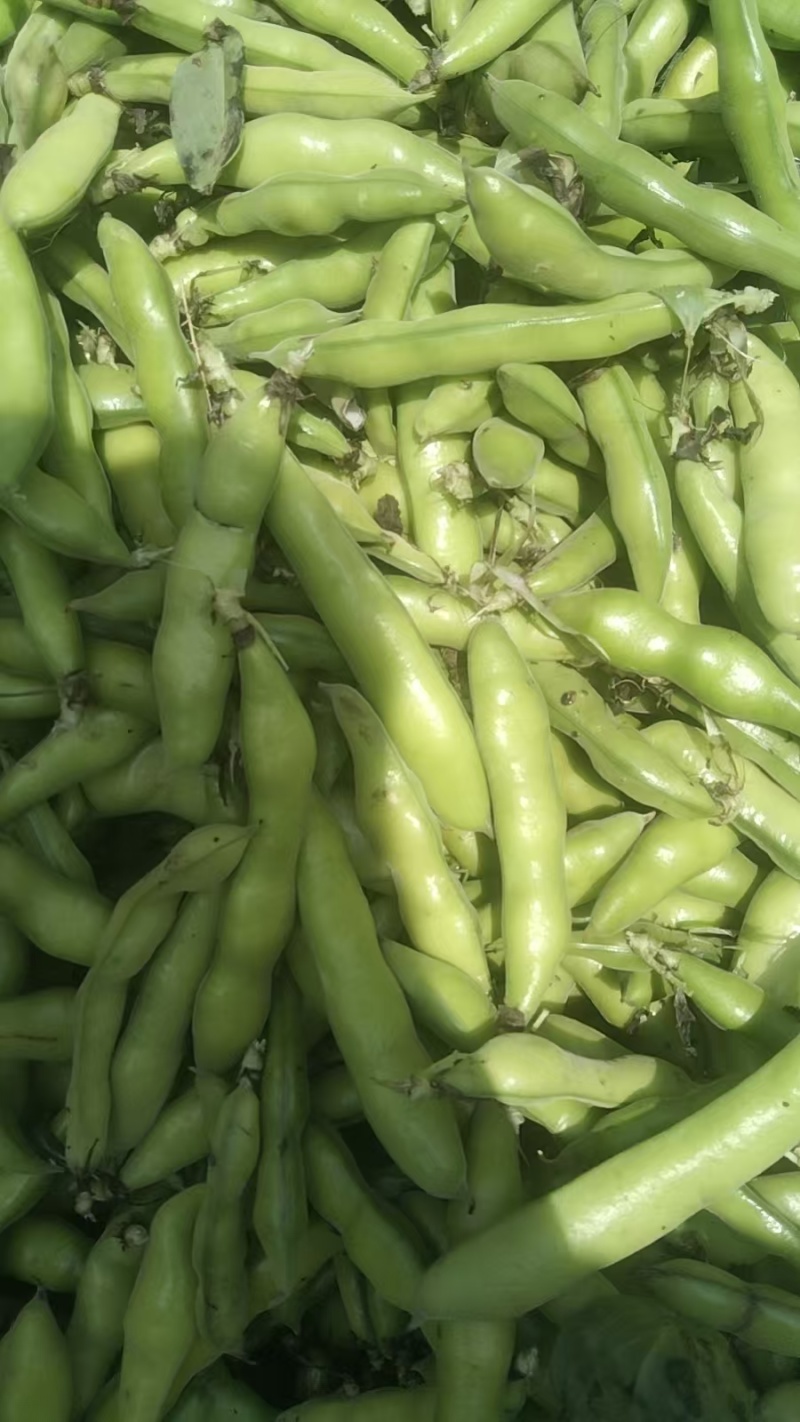 【牛商推荐】新鲜蚕豆无虫眼质量保证价格合理欢迎抢购