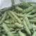 【牛商推荐】新鲜蚕豆无虫眼质量保证价格合理欢迎抢购