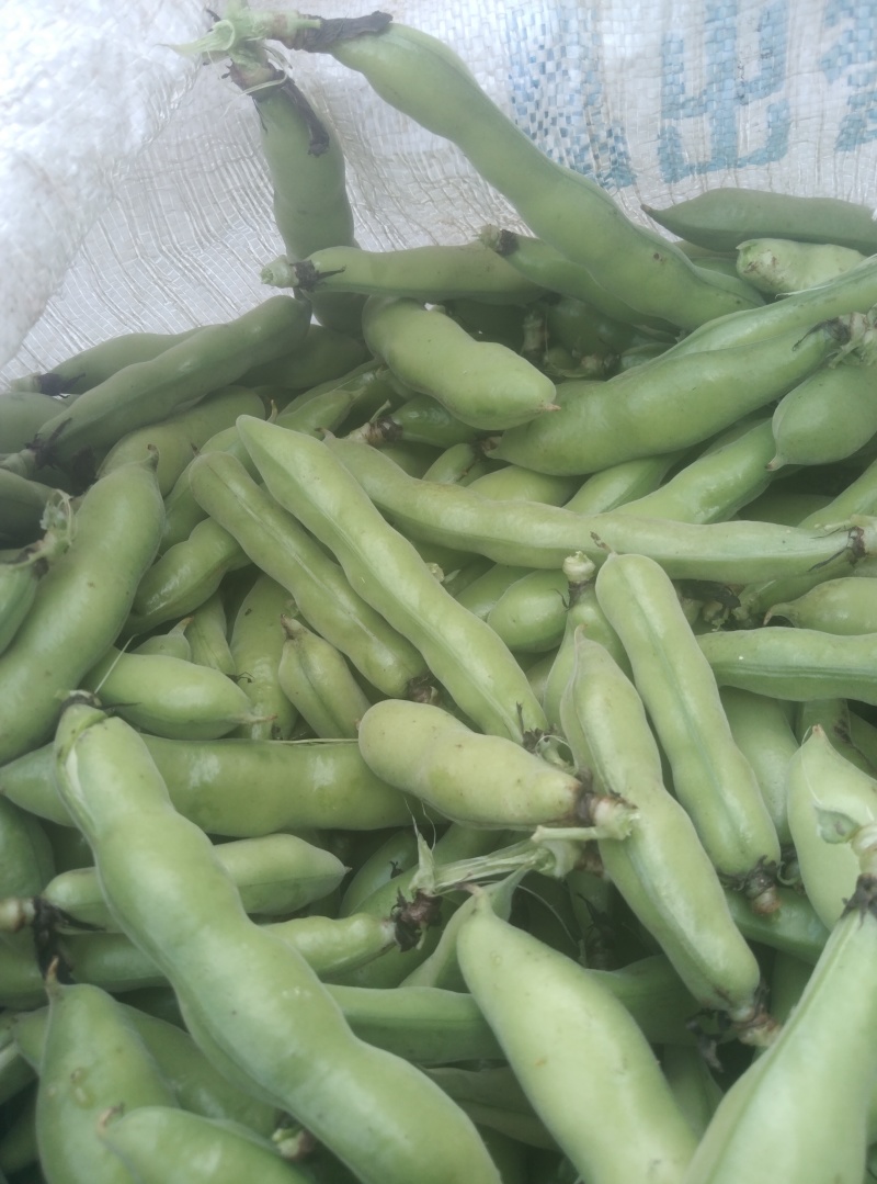 【牛商推荐】新鲜蚕豆无虫眼质量保证价格合理欢迎抢购